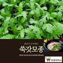 쑥갓모종40개 텃밭 쌈채소 (모종파머스)