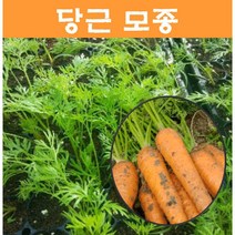 채소모종/ (당근) 모종/ 20개 MJ21