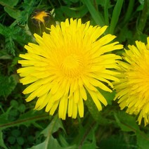 allution_올루션몰_씨앗팜 정원 야생화 꽃씨 종자 민들레 씨앗 1000립 야생화씨 화단가꾸기 꽃기르기 정원꾸미기 화단꾸미기_올루션몰_allution, 옵션없는_단일상품