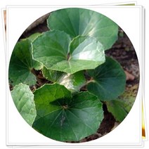 털머위 3포트 머위 야생화, 1개