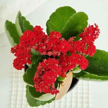 카랑코에 키우기 카랑코 칼란디바 도매화원 랜덤발송 _ 256589EA, 쿠팡 본상품선택
