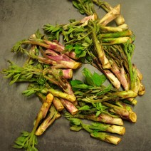 당일수확 산지직송 국내산 땅두릅500g 1kg, 1박스, 땅두릅 1kg