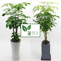 꽃친구 녹보수 개업 이사 집들이 축하 나무 화분 반려식물 전국당일배송, 녹보수 사기분 3호, 물받이바퀴받침(10.000원)