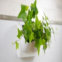 수직정원 벽걸이 수경재배기 화분 행잉 플랜트, 1개