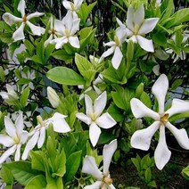 충주원예조경 / 치자나무 / 30cm, 주