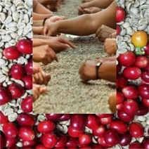 엘살바도르커피 생두 허브 정향 땅콩 결점두제거 500g, 1개