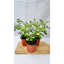 [골든플랜트] 오렌지자스민 향이너무좋은 오렌지자스민