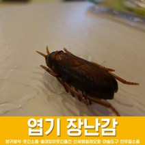 스투피드 만우절 장난감 모음, 12_기어가는 진동 바퀴벌레