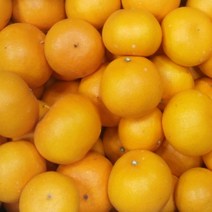 [명절선물] 제주 천혜향 제주도 제철 5kg 3kg 2kg 설 선물 과일 세트, 선물용_특대_8-14과 5kg[선물가방포함]