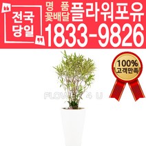 송오브인디아 개업화분 개업선물 배달 이사 실내공기정화