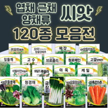 채소씨앗 / 공심채 루꼴라 케일 고수 깻잎 브로콜리 청경채 시금치 치커리 쑥갓 종자, 45. 춘길배추(봄배추) 1000립