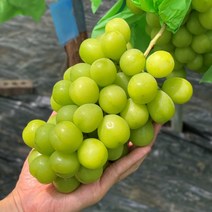 김천 샤인머스켓 청 포도 500g 1kg 2kg 백화점 식품관 납품용, 1박스, 샤인머스켓 포도 500g(1송이/특품)