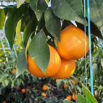 제주직송! 농장에서바로 만감류 황금향, 3kg (가정용 소과)