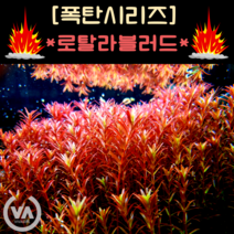 [수초폭탄] 통큰 반값할인!!! 붉다 붉어 로탈라블러드(35촉) / 수초 레이아웃 초보수초 어항 잔디 새우 구피 미니어항