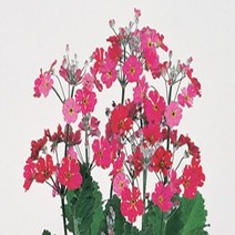 꽃씨앗 프리뮬라 우구이수 로즈(5000립) S2811
