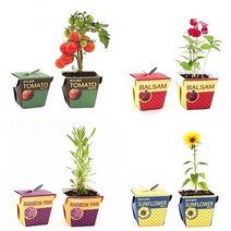 직장인 학생 선물 종이화분 세트 메시지콩 :CNS10403ea#, 봉선화