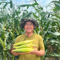 강원도 햇 찰 옥수수 10개~100개 미백 생옥수수 (홍천 영월 정선), 강원찰옥수수 50개