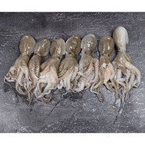 쫄깃쫄깃 탱탱한 제철맞은 서천어부 쭈꾸미 1kg, 상세페이지 참조, 상세페이지 참조