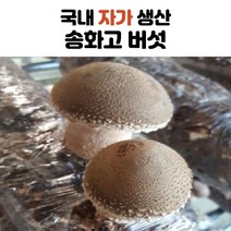 국내산 송화 송화고 버섯 1kg 2kg 3kg 4kg 5kg, 중품형_2kg
