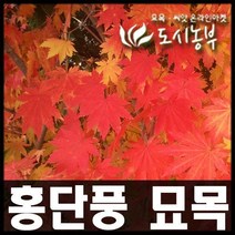 도시농부/ 단풍나무/홍단풍 묘목/ 실생 2~3년, 홍단풍 실생2년(10주)