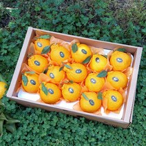 제주명품 한라봉 5kg(12-18수 특대과 선물용) 오감만족 상큼하고 과즙미 팡팡 품격있는 과일선물세트! 명절과일선물세트