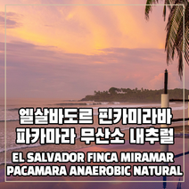 (커피생두) 144 엘살바도르 핀카미라바 파카마라 무산소 내추럴 1kg, 1개