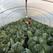 케일 쌈용 쥬스용 즙용 주스용, 2kg, 1개