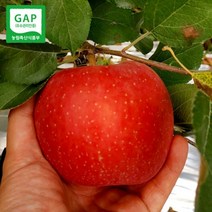 양구사과 GAP인증 강원도 양구 펀치볼 사과 5KG 15-17과, 1