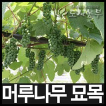 일반머루/머루나무/머루나무묘목/삽1년 10주/도시농부