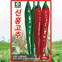 다농 신홍고추씨앗 50립 (청양고추보다 약간 큰과로 아주매운고추!!)