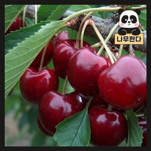 (나무판다) 체리나무 묘목 시리즈, 5. 타이톤 접목1년