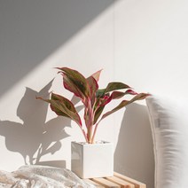 나루플랜트 실내 공기정화식물 화이트화분 공기청정 반려식물 인테리어식물, 1Ea, 오로라