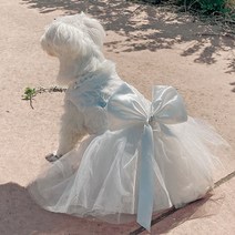비치팜 반려견 웨딩드레스 기념일 촬영 진주 리본 강아지 웨딩 원피스