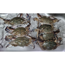 산지직송 국산 암꽃게 1kg 급냉 제철 햇 활 숫 꽃게 가을 봄 알배기 암꽂게1kg 알배기암꽂게 알배기암꽂게1kg, 1개