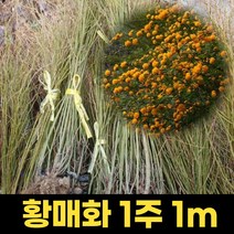 블루베리묘목 4년생 듀크 블루베리나무 1주 과실수묘목 포트묘 결실주