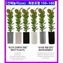 없음 [반값화분] MAIN-대형인도고무나무140 직접배송 축하화분 개업화분 거실화분 카페화분 인테리어화분 아레카야자극락조 알로카시아 파키라 고무나무, 해초바구니