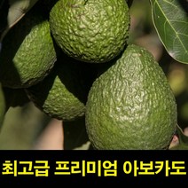고씨네 특급 아이스아보카도 1kg 아보카도효능 아보카도요리 후숙아보카도 아보카도요리 아보카도퓨레