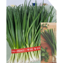 국내산 제주깐쪽파 1kg 고향가면 쪽파냄세, 1개