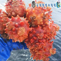 [굴철철] 멍게1kg 외 제철수산물 해물파티, 1개, 통영 피멍게1kg