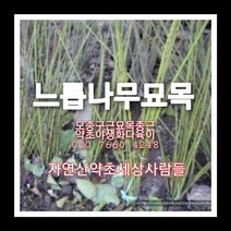 느릅나무묘목실생 1년 100주 유근피묘목 오미자 구기자 마가목 산수유묘목