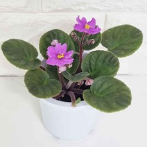 [M9AZ] 바이올렛 꽃 키우기 실내인테리어식물 관엽식물 아프 9990001EA, 쿠팡뽀 본상품선택