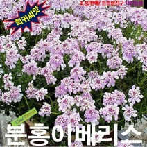 (희귀씨앗) 분홍이베리스(지브랄타) 10립