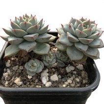 화이트골드-에케베리아/로제트/소형종/촘촘한잎/다육