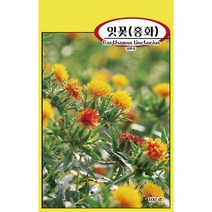 씨앗과세상만물 잇꽃 홍화 씨앗 100립, 1팩