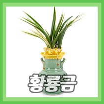 (주)꽃파는사람들 <황룡금투각분>동양란 동양난 난배달 개업 승진 영전 이전 취임 퇴임, 1개” class=”wr-img”></a></div></p></div></p></div></p></div><div class=