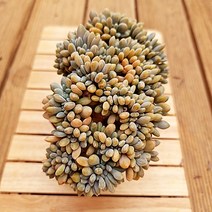 익스펙트리아철화 우아한 수형과 물듦이 예쁜 다육식물1-70, 단품, 1개
