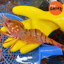 더대박 살아있는 활 독도도화새우 1kg 독도새우 특대, 1box, 활 독도도화새우(중) 1kg