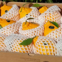 [고급이중포장] 제주한라봉 3kg(8-12수 대과 선물용) 오감만족 상큼하고 과즙미 팡팡 품격있는 선물세트!, 1박스