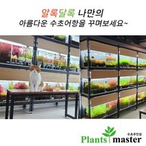 플랜츠마스터(수초 주인장) 어항 수초 모음 (유경 전경 중경 후경 초보 고급 부상 포인트), (38번) 판타날 스텔라타 1세트 2촉