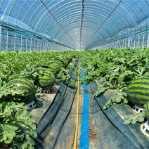 특가(안전포장) 새벽수확 산지직송 하우스 꿀수박 고당도수박, 고당도 꿀수박(7~8kg), 1개